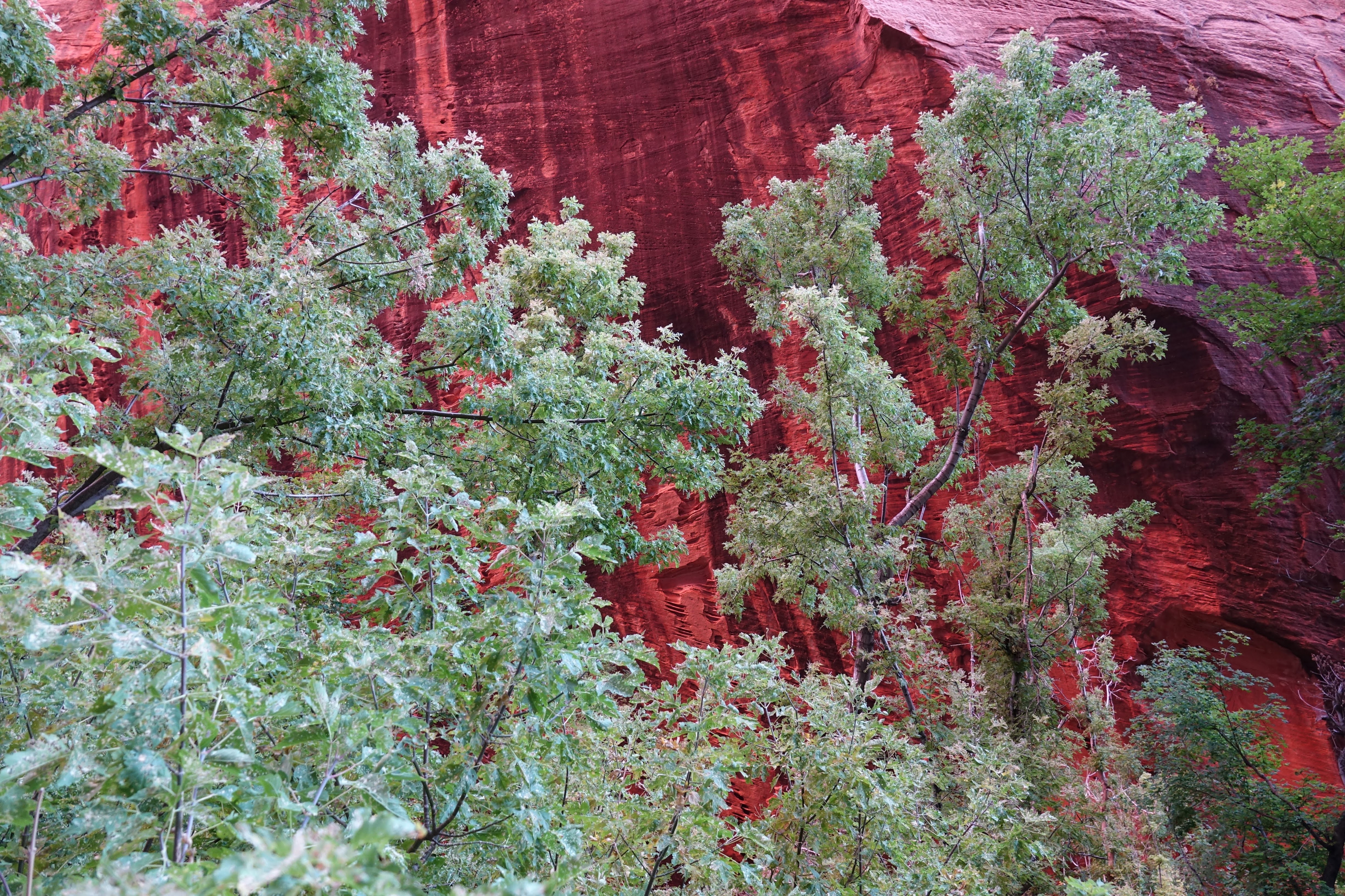 Trees