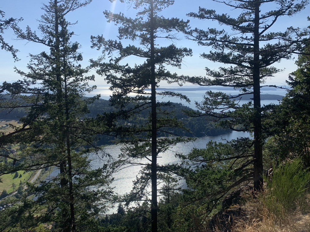 The trees and the islands