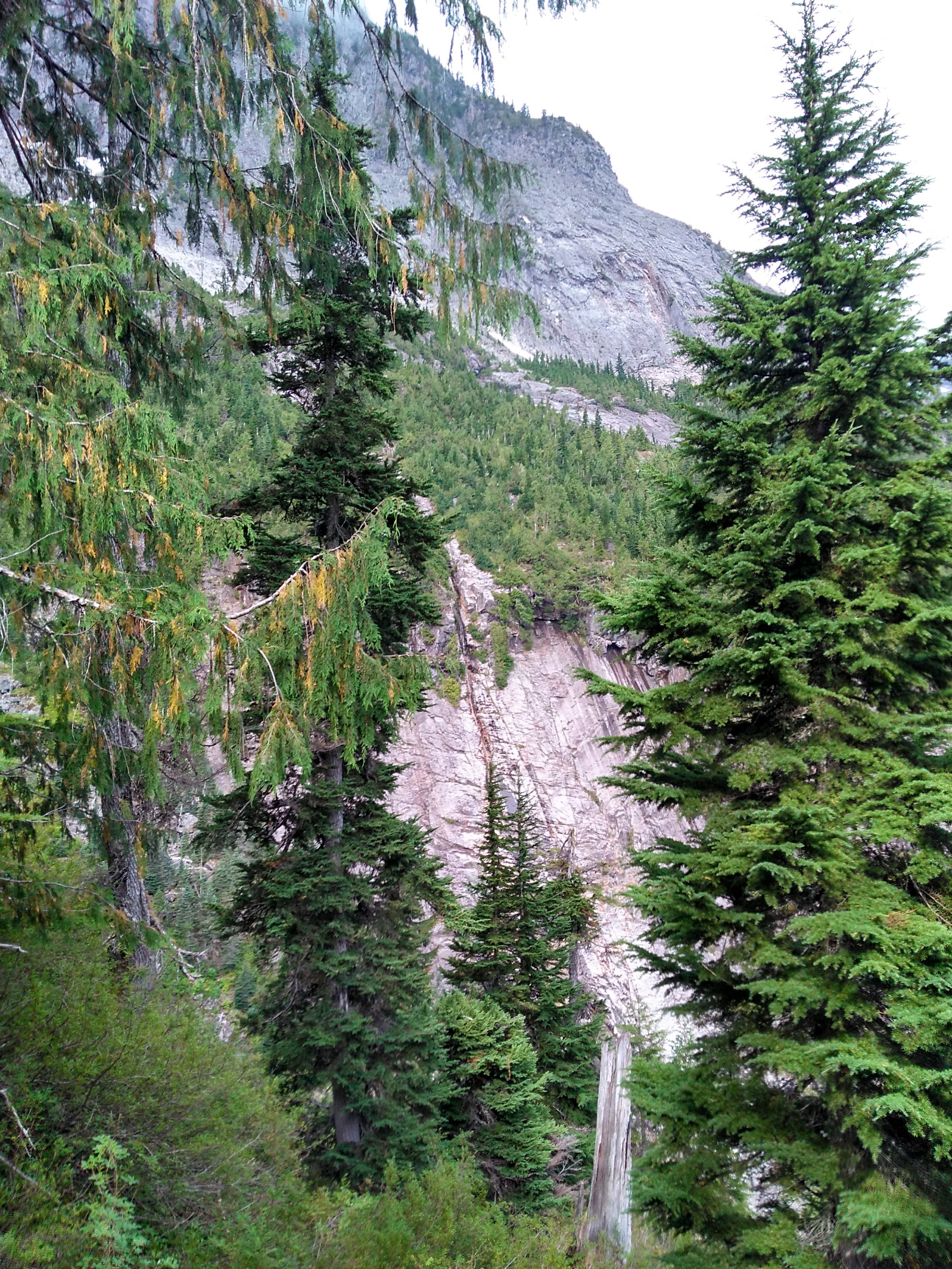 Cliff Through Trees